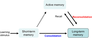 LongTermMemory